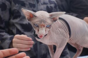 発毛クリニックでおすすめのシリコン無配合シャンプーは？