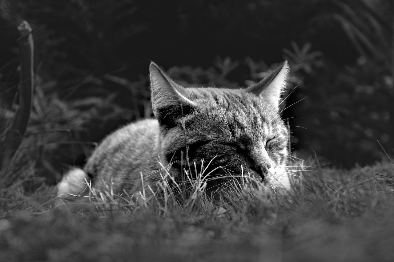 発毛クリニックでの睡眠改善方法は？