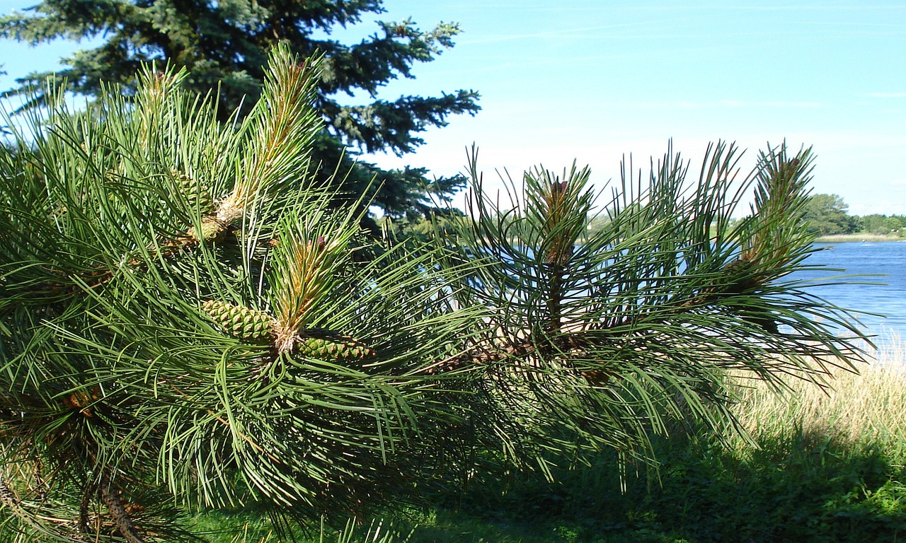 AGAクリニックで費用が安い治療法はどれですか？