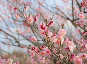 AGAクリニックの口コミと評判はどのようなものがある？