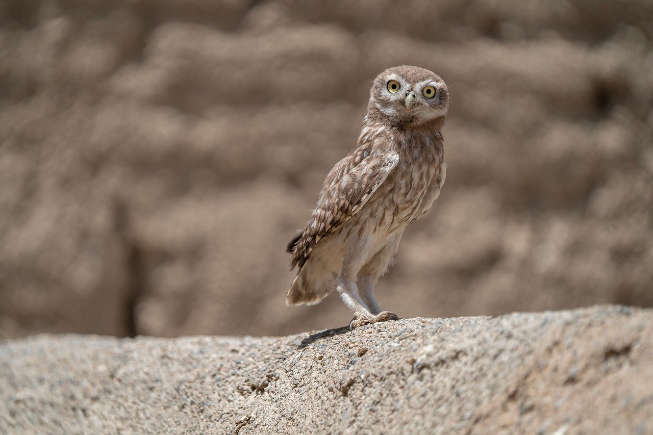 発毛に効果的な内服薬の種類はどれですか？