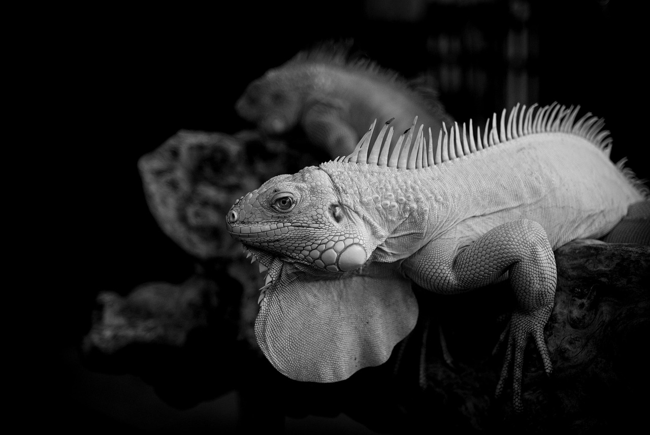 発毛クリニックと植毛の違いは何ですか？