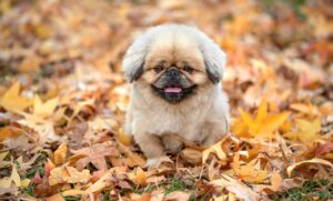 ミノキシジル外用の効果的な使い方とは？