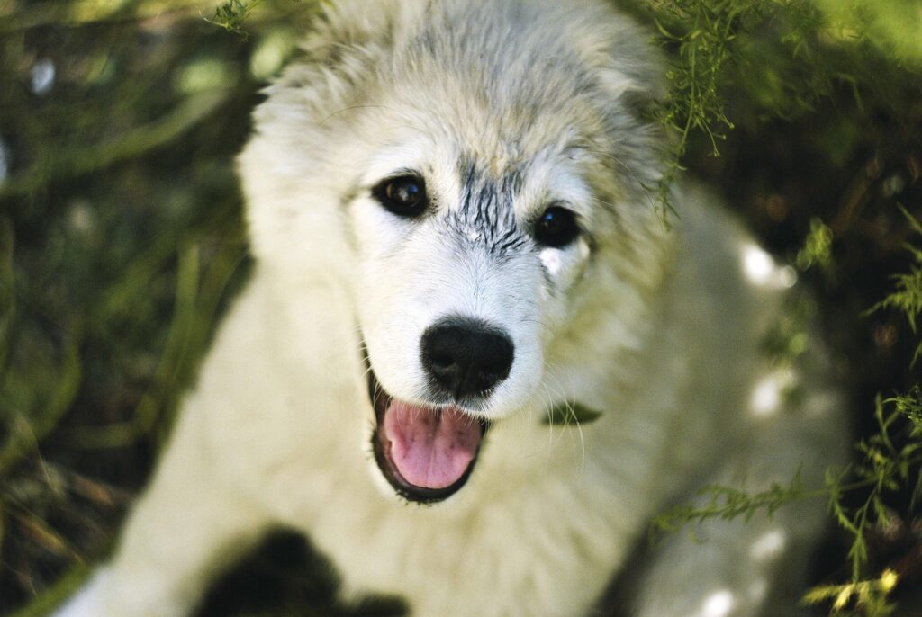 初期脱毛の期間はどのくらい続くのが一般的ですか？