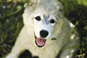 初期脱毛の期間はどのくらい続くのが一般的ですか？