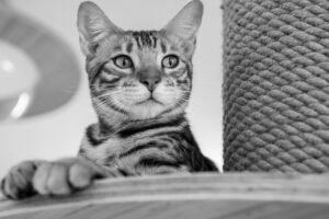 発毛クリニックの徹底解剖で知る効果的な治療法は？